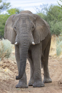 Elephant on the road