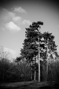 Bare trees against sky