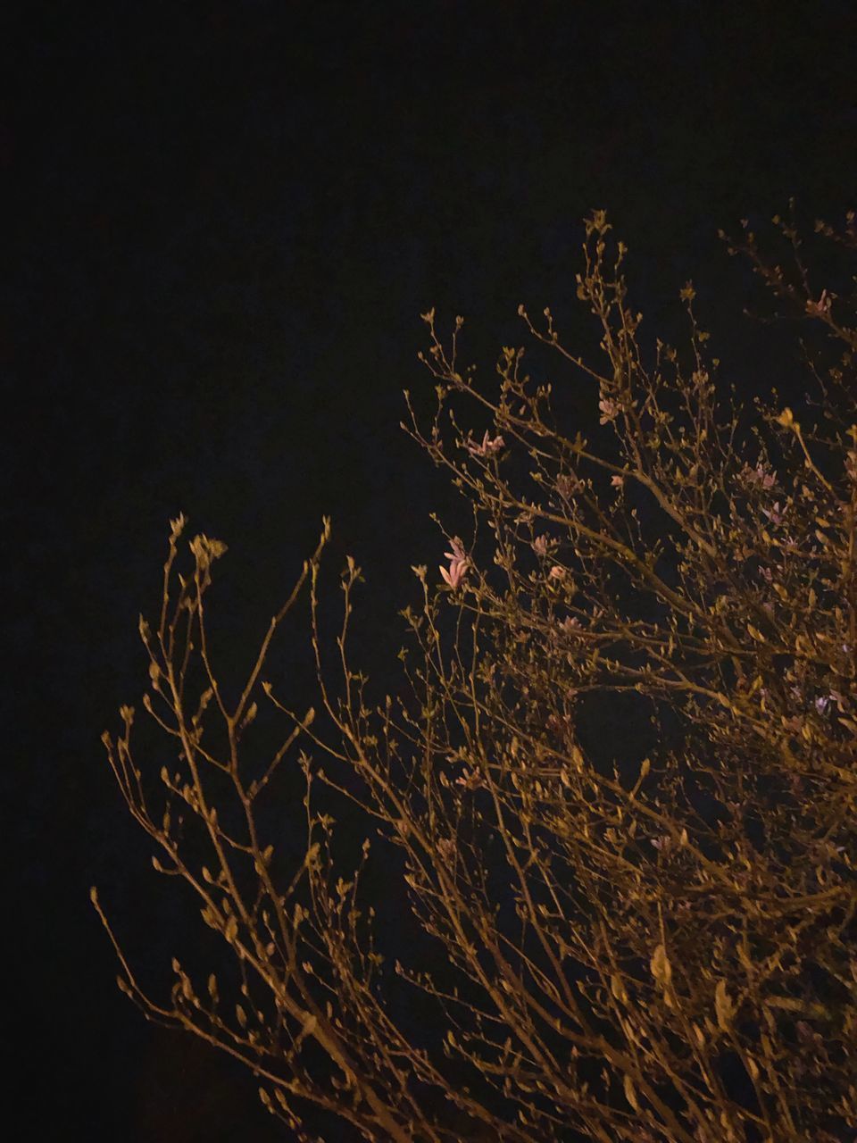 LOW ANGLE VIEW OF BARE TREE AT NIGHT