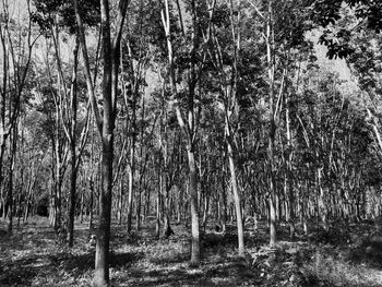 View of trees in forest