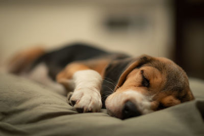 Close-up of dog sleeping on bed