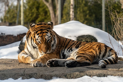 Tiger lying down on snow covered zoo