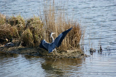 View of bird in lake