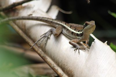 Close-up of lizard on wood