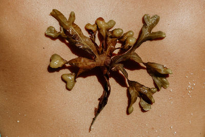 Close-up of wilted plant against wall