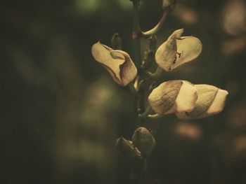 Close-up of flower buds growing in farm