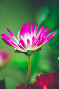 Close-up of pink flower