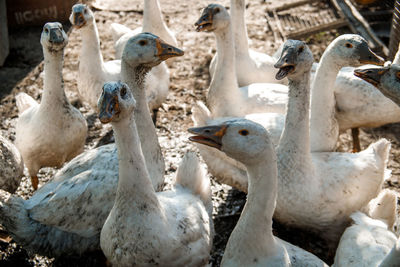 Close-up of birds