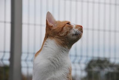 Close-up of a cat looking away