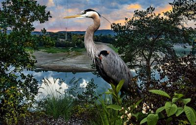 Gray heron perching on a lake