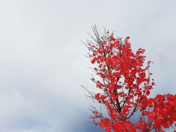 Low angle view of trees against sky