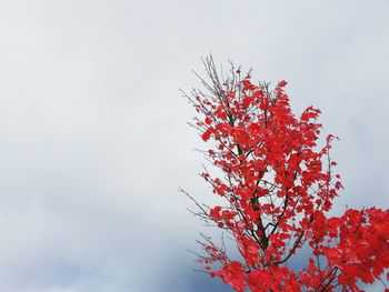 Low angle view of autumn tree against sky in foggy weather