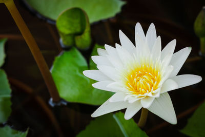 Close-up of lotus water lily in pond