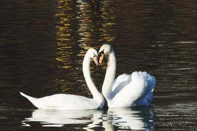 Swan swimming in lake