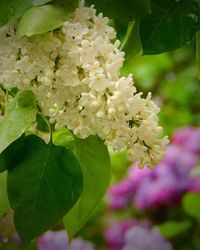 Close-up of white flowers