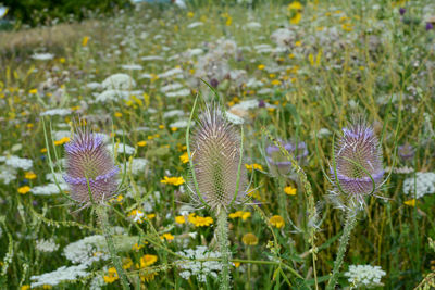 Teasel and wild carrots on a wild green summer meadow