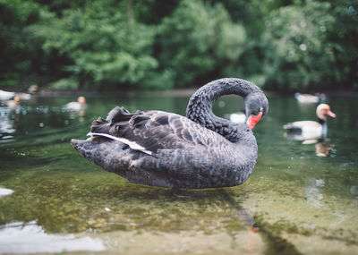 Close-up of swan swimming on lake