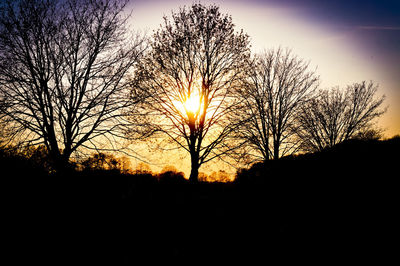 Silhouette of bare trees at sunset