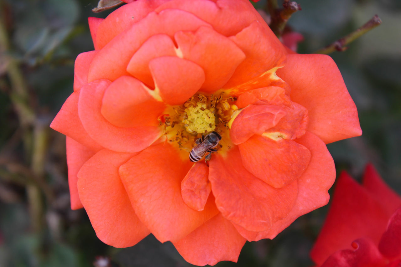 CLOSE-UP OF RED POLLINATING FLOWER