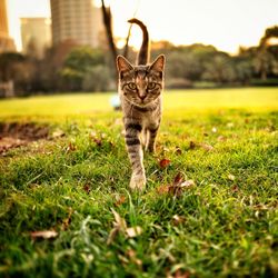 Cat sitting on a field