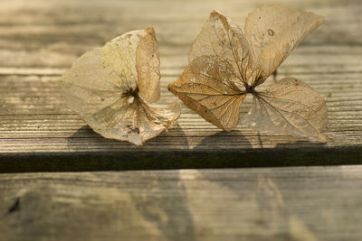 Close-up of dry leaves on wooden table