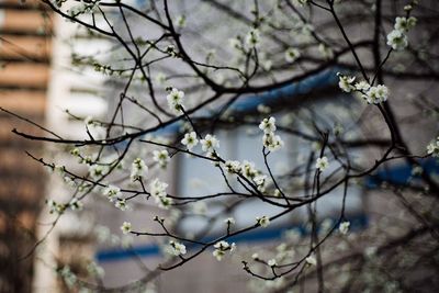 Close-up of bare branches against sky