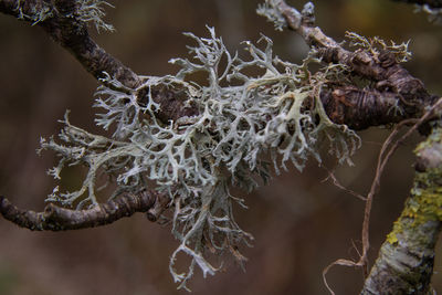 Close-up of dried plant on snow