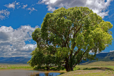 Trees against sky