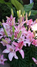 Close-up of pink flowers