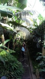 Palm trees against sky