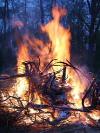 View of fire in the forest