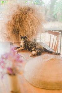 Cat sleeping on chair