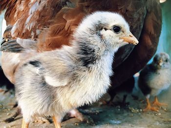 Close-up of a bird