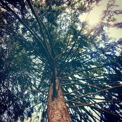 Low angle view of trees