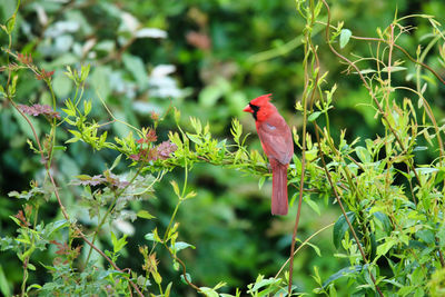 Bird perching on a plant