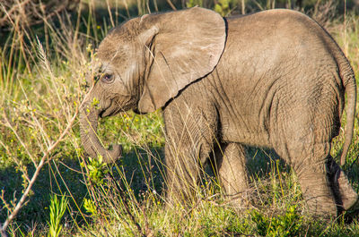 Side view of elephant on land