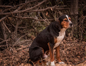 Dog sitting on dry leaves against branches at forest