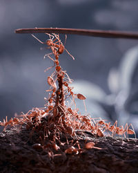 Close-up of dried plant