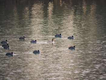 Ducks swimming in lake