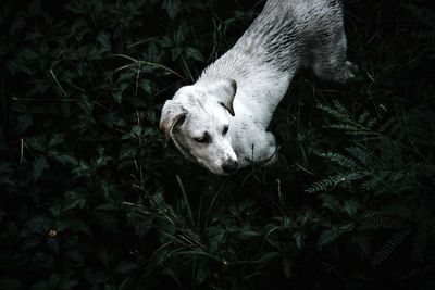 High angle view of rabbit in grass