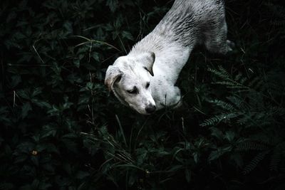 High angle view of dog in grass