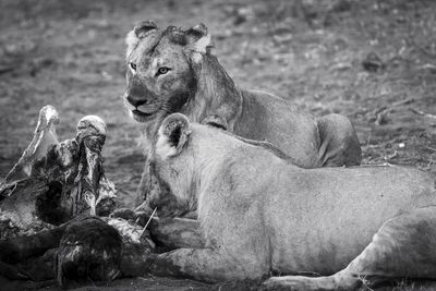 View of two lions