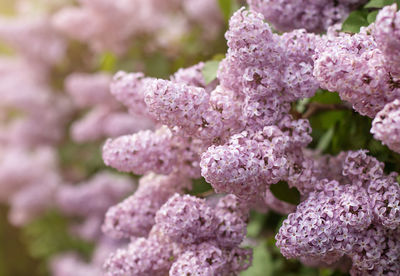 Flowering bush of lilac. spring concept. concept of seasonal flowering and allergies