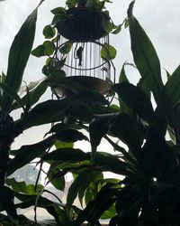 Low angle view of leaves on plant