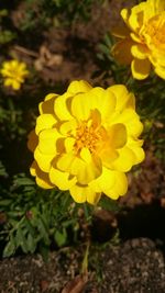 Close-up of yellow flower