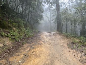 Dirt road amidst trees in forest