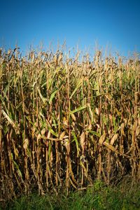 Crops growing on field against clear sky