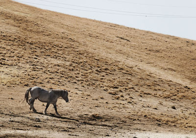 A lonely wild horse runs in a sunburnt land, we are in the umbrian mountains during summertime