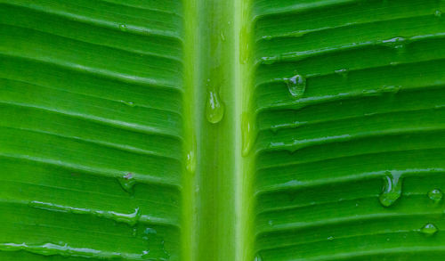 Full frame shot of palm leaf