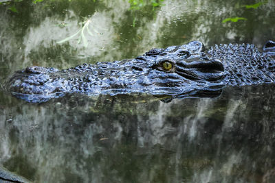 Close-up of crocodile in lake